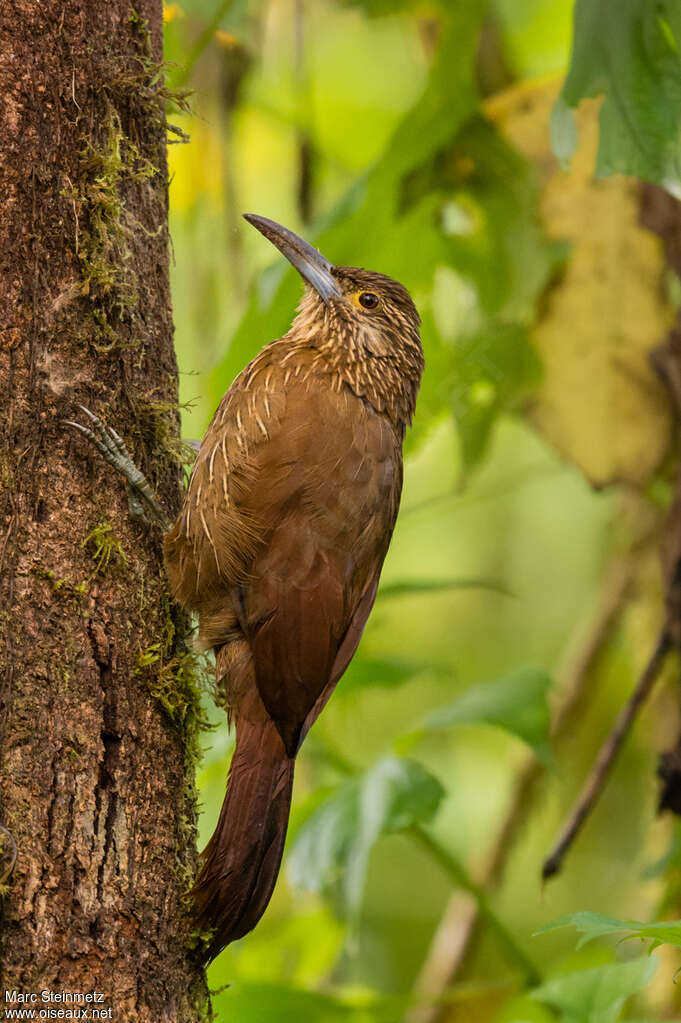 Strong-billed Woodcreeperadult, identification