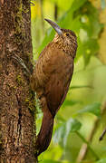 Strong-billed Woodcreeper