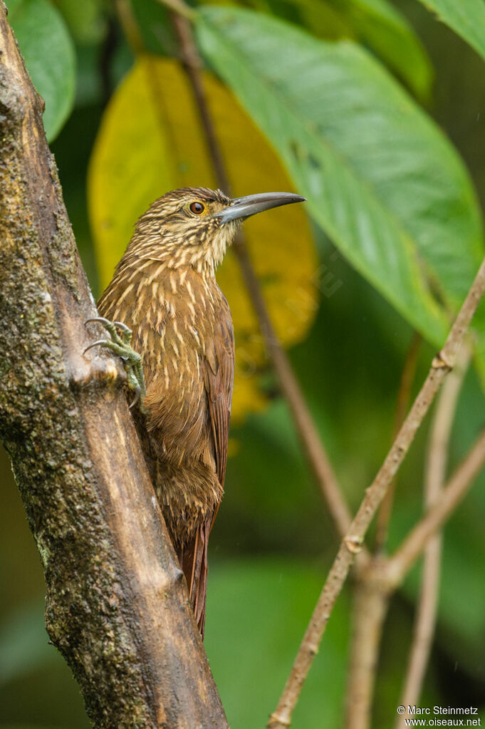 Strong-billed Woodcreeper