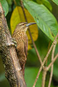 Strong-billed Woodcreeper