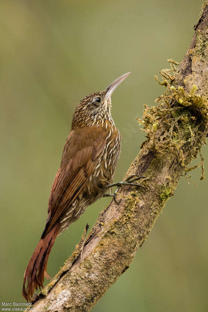 Grimpar montagnardadulte, identification