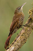 Montane Woodcreeper