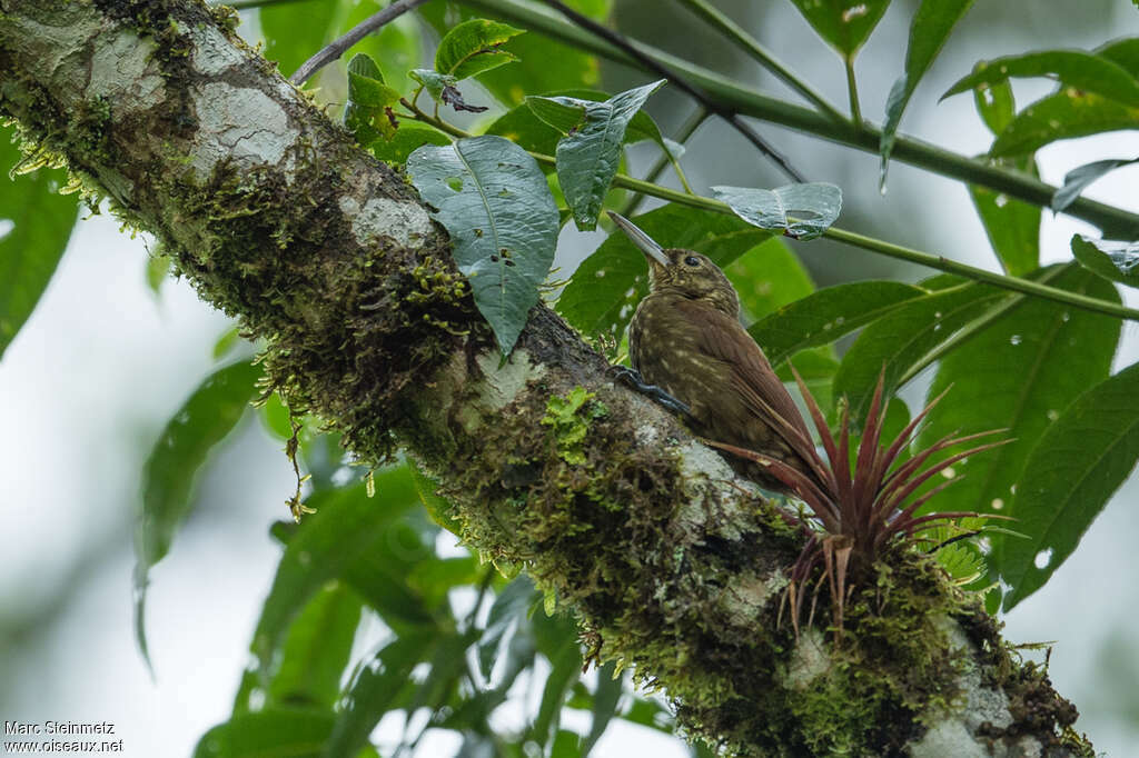 Grimpar tacheté, habitat