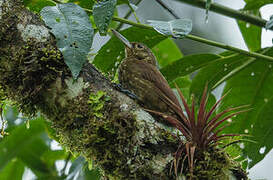 Spotted Woodcreeper