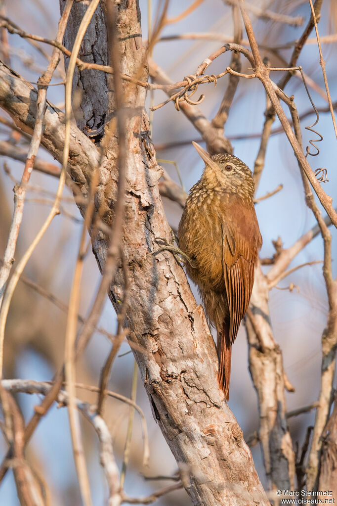 Straight-billed Woodcreeper