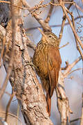 Straight-billed Woodcreeper