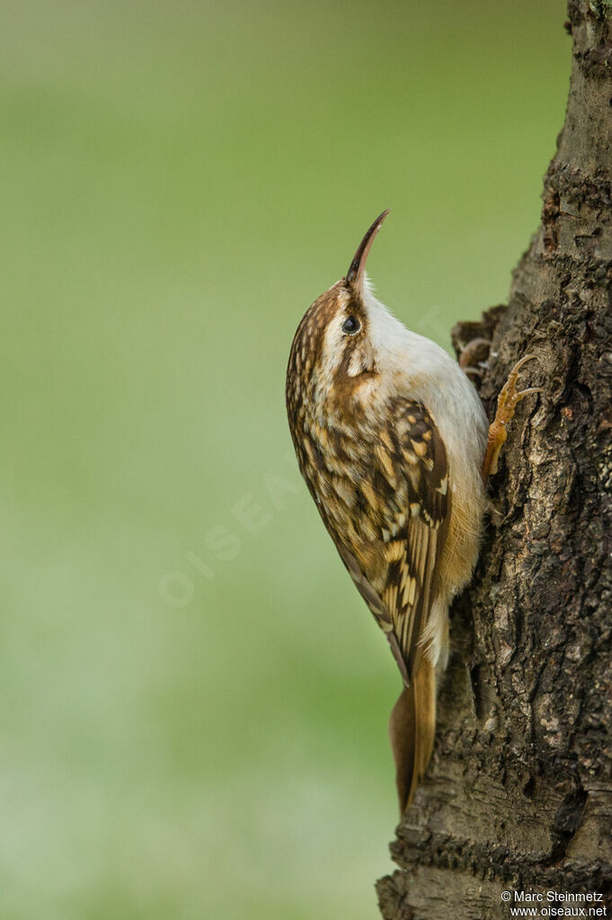 Short-toed Treecreeper