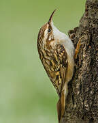 Short-toed Treecreeper