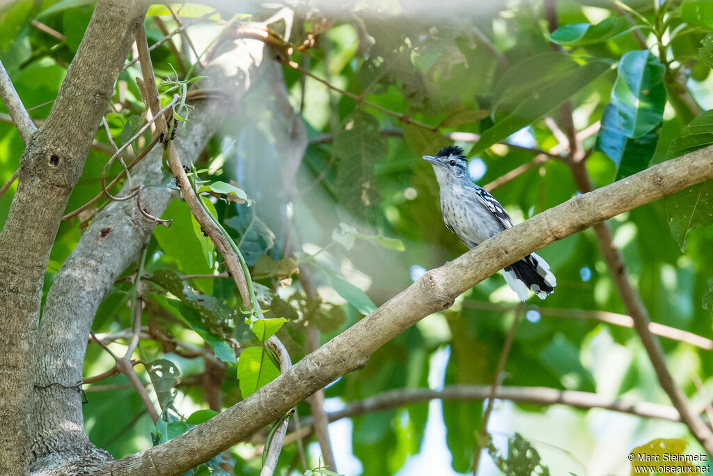 Large-billed Antwren