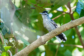 Large-billed Antwren