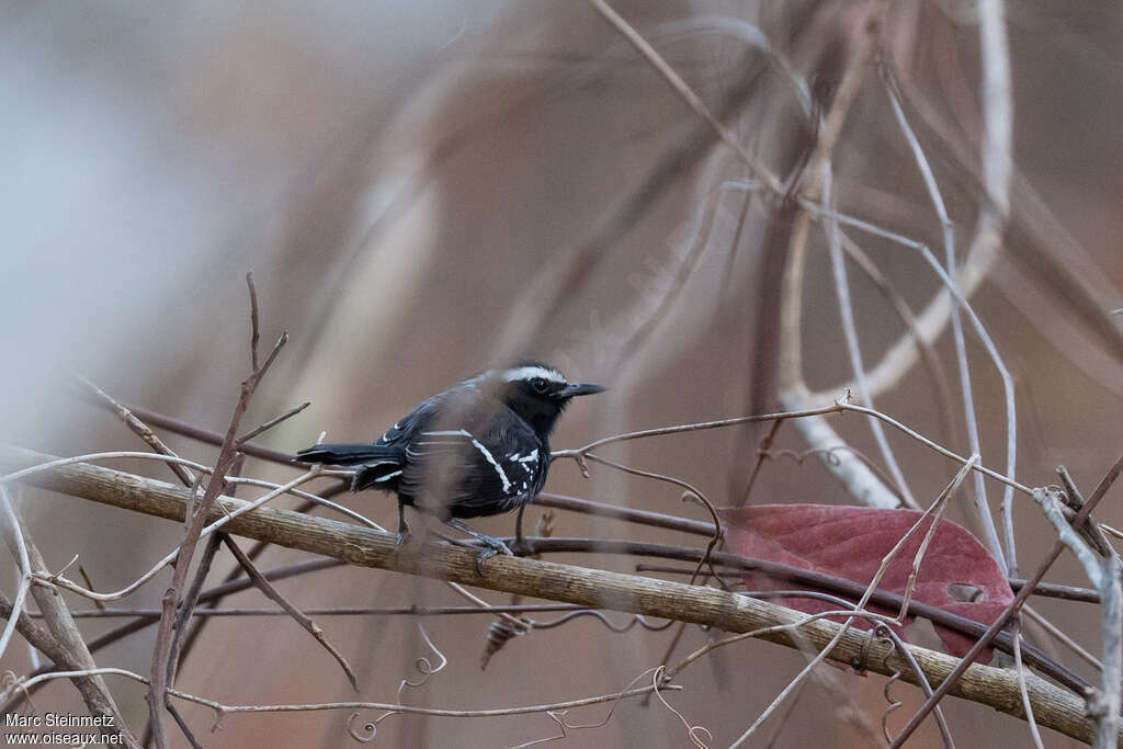 Black-bellied Antwren male adult, habitat, pigmentation