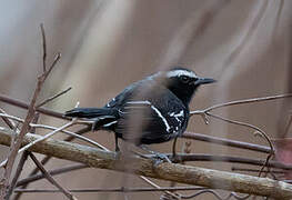 Black-bellied Antwren