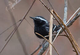 Black-bellied Antwren