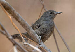 Mato Grosso Antbird