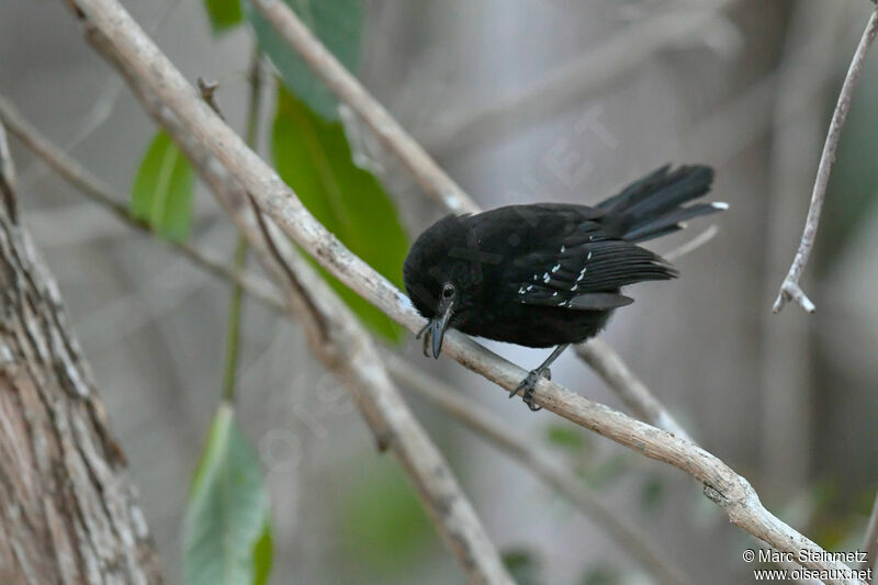 Mato Grosso Antbird