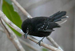 Mato Grosso Antbird