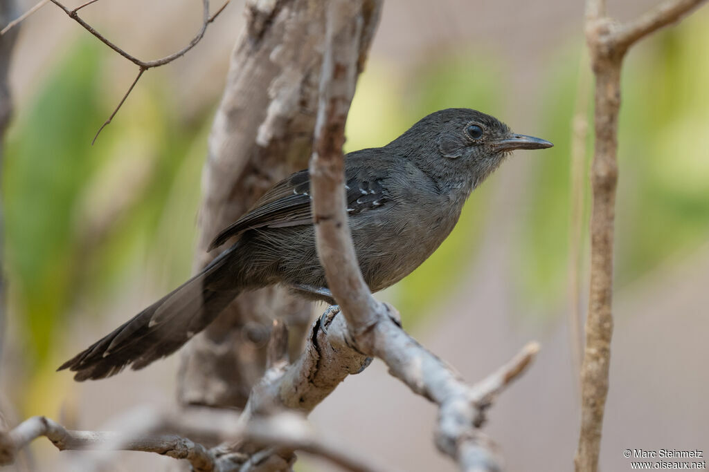 Mato Grosso Antbird