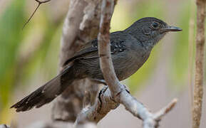 Mato Grosso Antbird