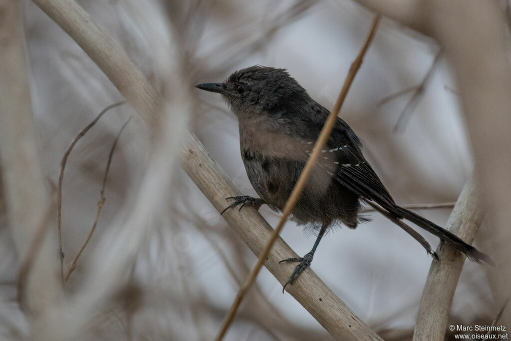 Mato Grosso Antbird