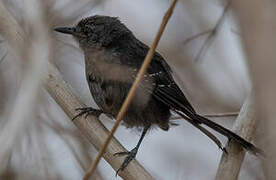 Mato Grosso Antbird