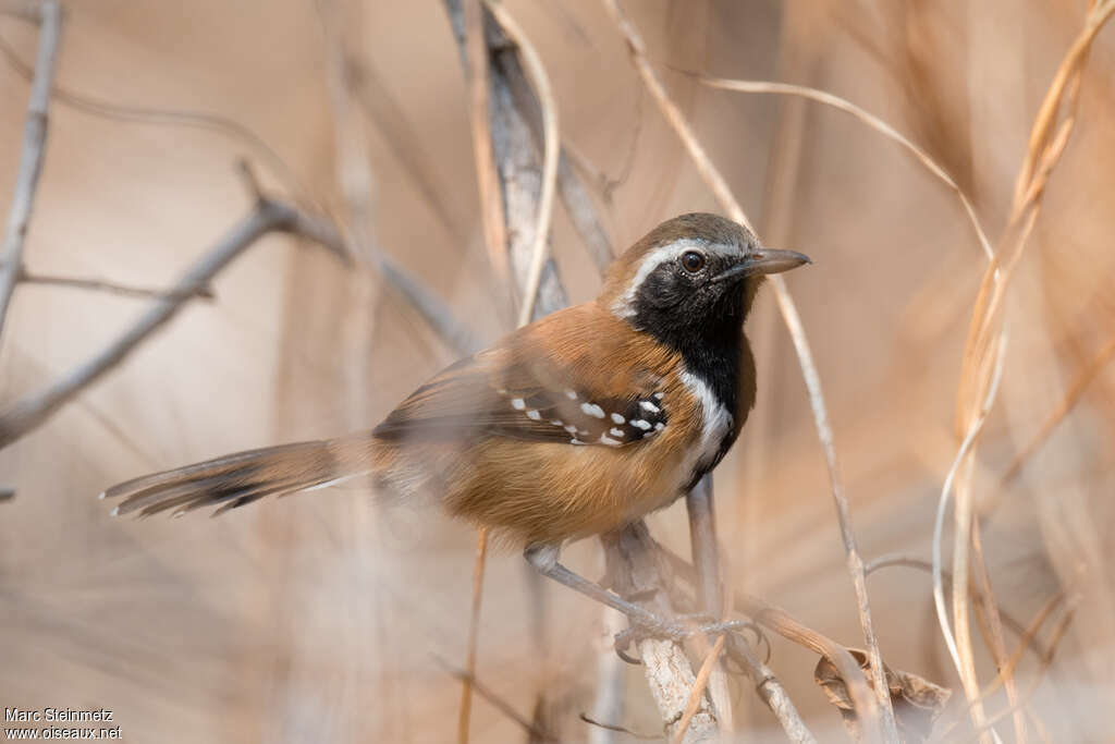 Rusty-backed Antwren male adult, identification