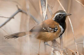 Rusty-backed Antwren