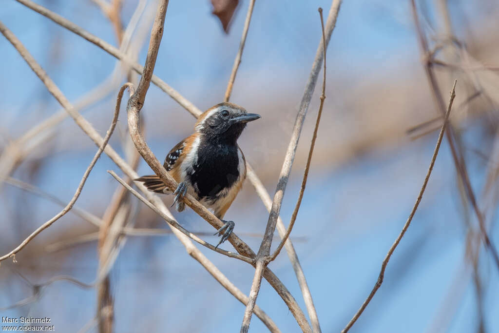 Rusty-backed Antwren male adult, close-up portrait