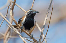 Rusty-backed Antwren