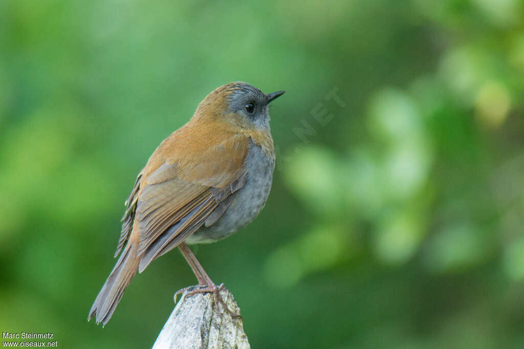 Grive à bec noiradulte, identification