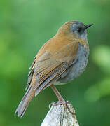 Black-billed Nightingale-Thrush