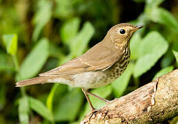 Swainson's Thrush