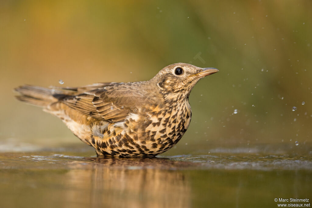 Mistle Thrush