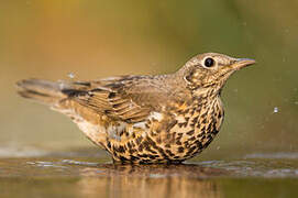 Mistle Thrush