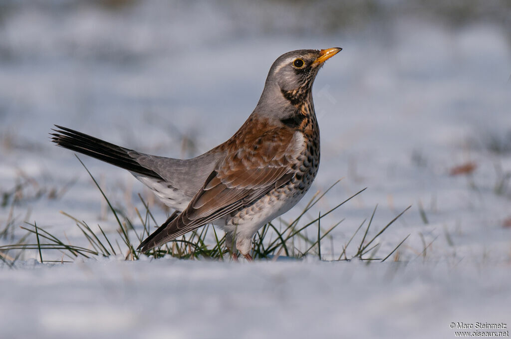 Fieldfare