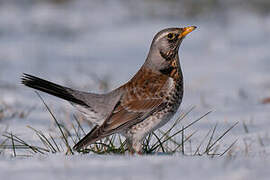 Fieldfare