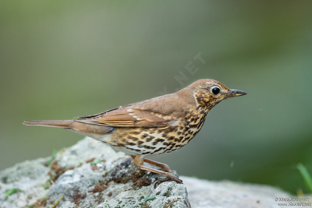 Song Thrush