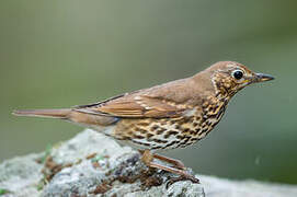 Song Thrush