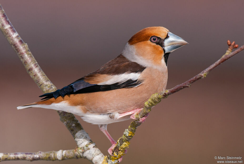 Hawfinch male