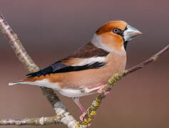 Hawfinch