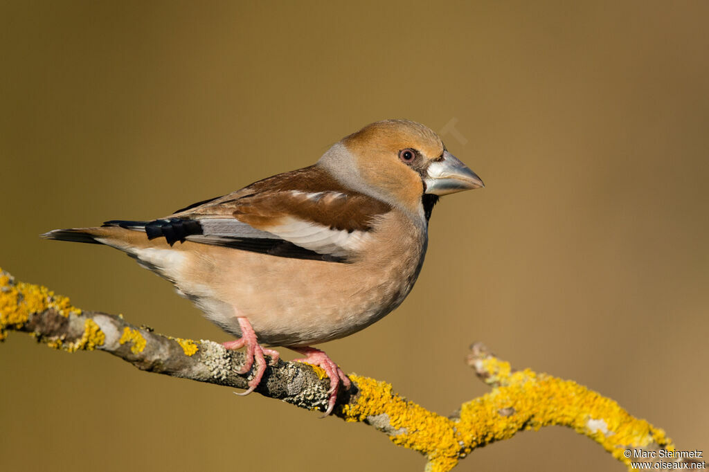 Hawfinch