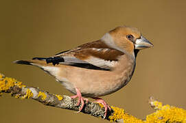 Hawfinch