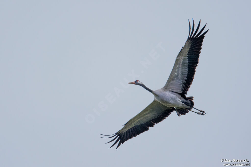 Common Crane