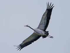 Common Crane