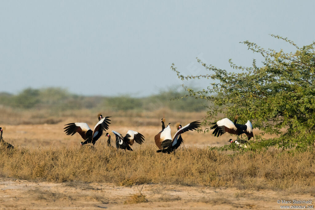 Black Crowned Crane