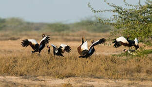 Black Crowned Crane