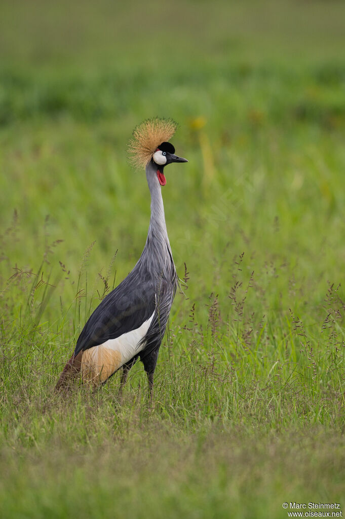 Grey Crowned Crane