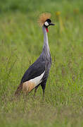 Grey Crowned Crane