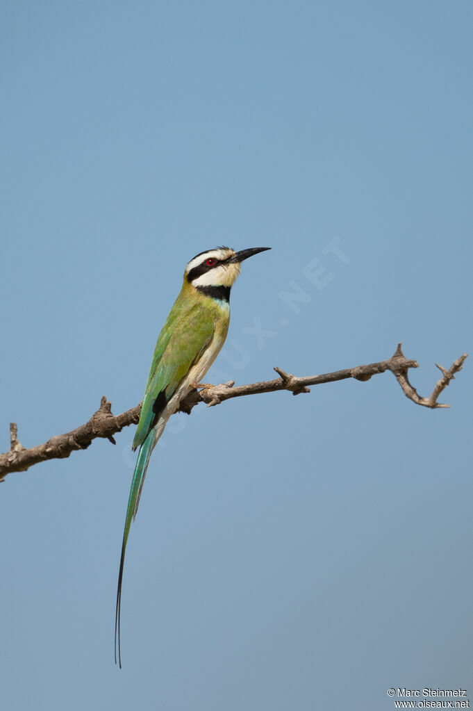 White-throated Bee-eater