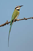 White-throated Bee-eater