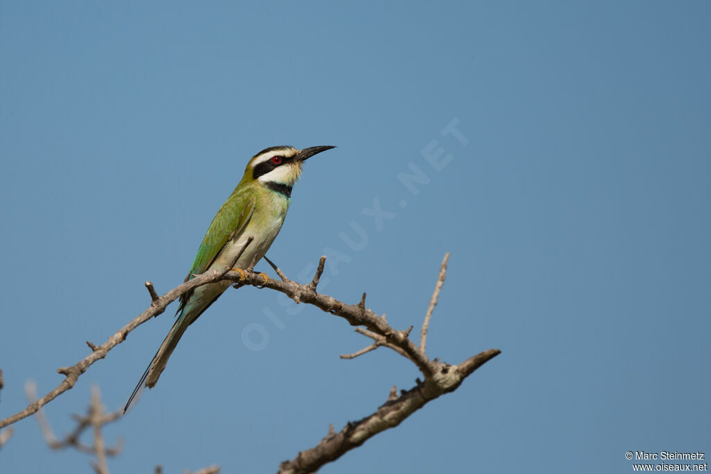 White-throated Bee-eater